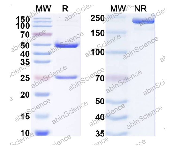 Abinscience InVivoMAb Anti-MERS-CoV S2/Spike glycoprotein 2 Antibody (1.6C7) (VK749050-50ug)