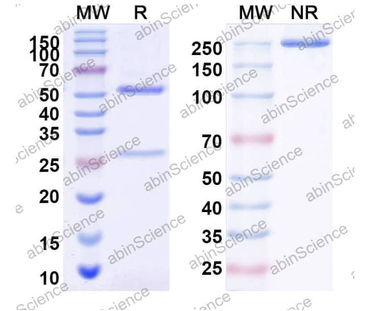 Abinscience InVivoMAb Anti-Globo H Antibody (2C2) (YP644020-50ug)