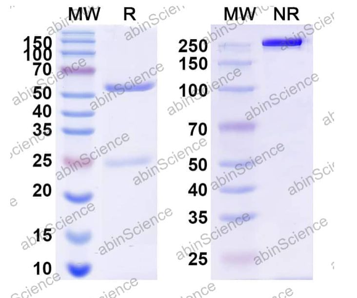 Abinscience InVivoMAb Anti-Human Apolipoprotein E/ApoE Antibody (HJ15.6) (HF739030-100ug)