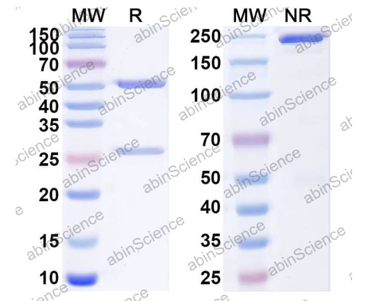 Abinscience InVivoMAb Anti-SARS-CoV-2 S2/Spike protein S2' Antibody (D31) (VK749070-50ug)