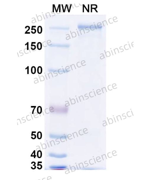 Abinscience InVivoMAb Anti-Pseudorabies Virus/PRV gB/Envelope glycoprotein B/UL27 Antibody (1H1) (VK597010-1mg)