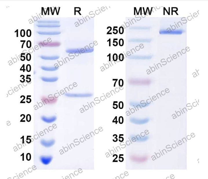 Abinscience InVivoMAb Anti-Human SSEA-4 Antibody (FG28/11) (YP856020-50ug)
