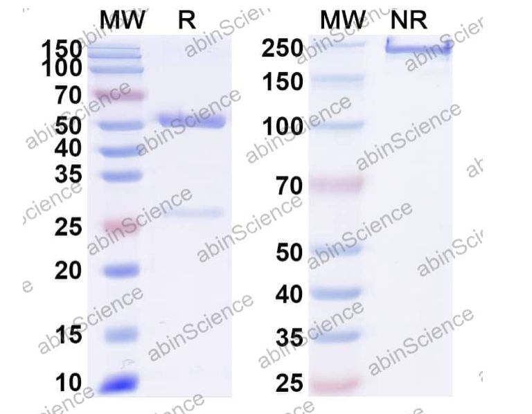 Abinscience InVivoMAb Anti-Human LRP-6 Antibody (YW210.09) (HF964010-1mg)