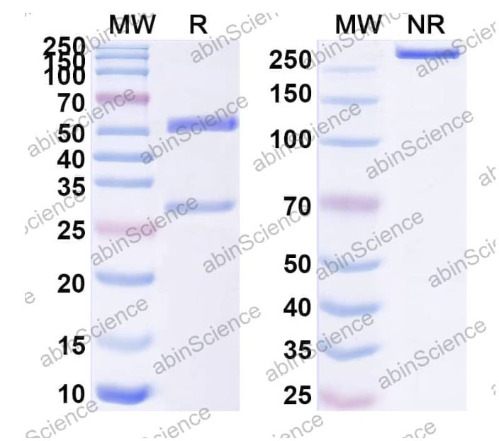 Abinscience InVivoMAb Anti-Escherichia coli FedF Antibody (F9) (JN942010-50ug)