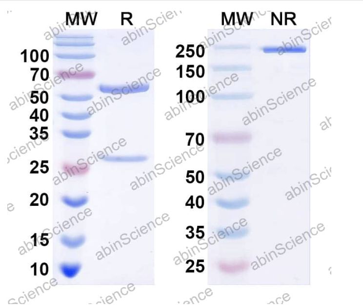 Abinscience InVivoMAb Anti-Human TLR3 Antibody (Iv0178) (HT477010-50ug)