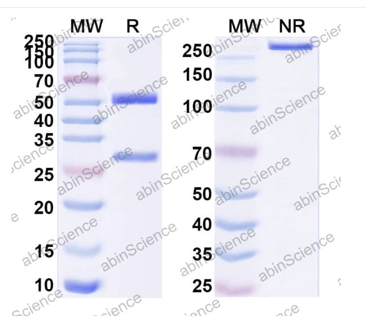 Abinscience InVivoMAb Anti-Human TLR3 Antibody (Iv0179) (HT477020-50ug)
