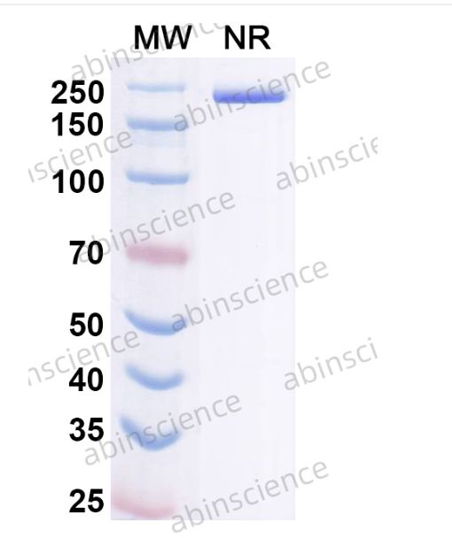 Abinscience InVivoMAb Anti-Mouse PD-1 Antibody (RMP1-14) (MS870020-1mg)