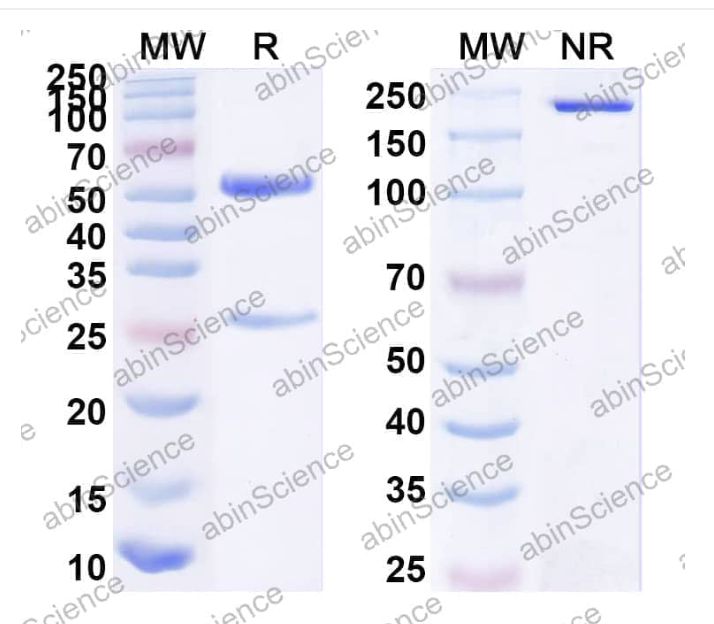Abinscience InVivoMAb Anti-Human ErbB2/Her2 Antibody (520C9) (HY286010-1mg)