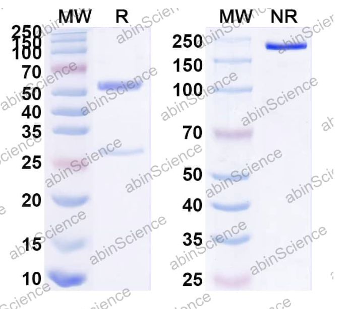 Abinscience InVivoMAb Anti-Human CD99 Antibody (10A1) (HB677010-100ug)