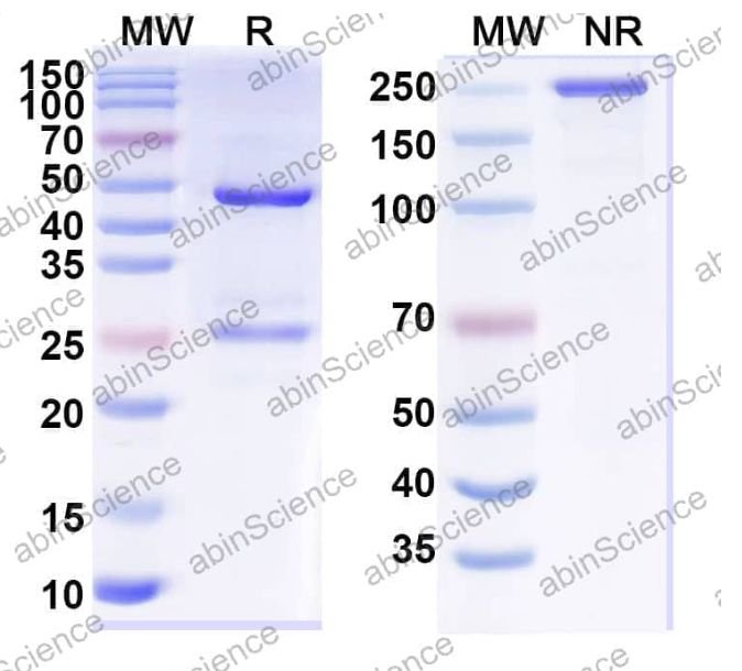 Abinscience InVivoMAb Anti-BRSV G/Major surface glycoprotein G Antibody (B13) (VK723020-50ug)