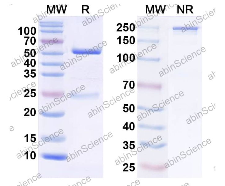 Abinscience InVivoMAb Anti-Human PD-1 Antibody (D12) (HS870010-1mg)