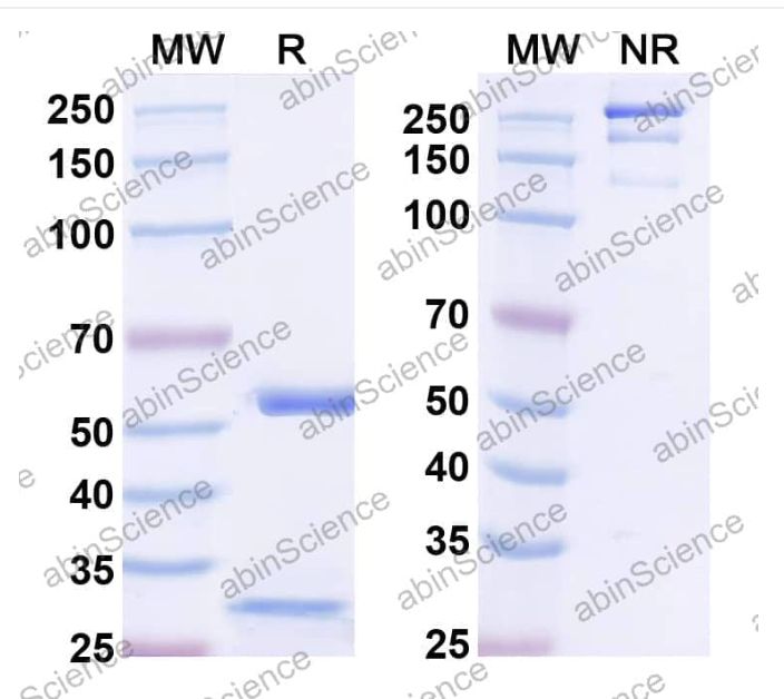 Abinscience InVivoMAb Anti-Human APP Antibody (mAb158) (HY235010-100ug)