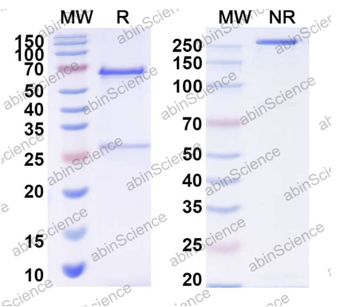 Abinscience InVivoMAb Anti-MERS-CoV S1-NTD Antibody (G2) (VK800020-100ug)