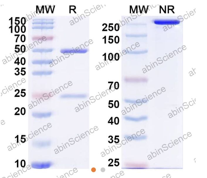 Abinscience InVivoMAb Anti-Human sFRP-1 Antibody (Iv0171) (HV526010-100ug)
