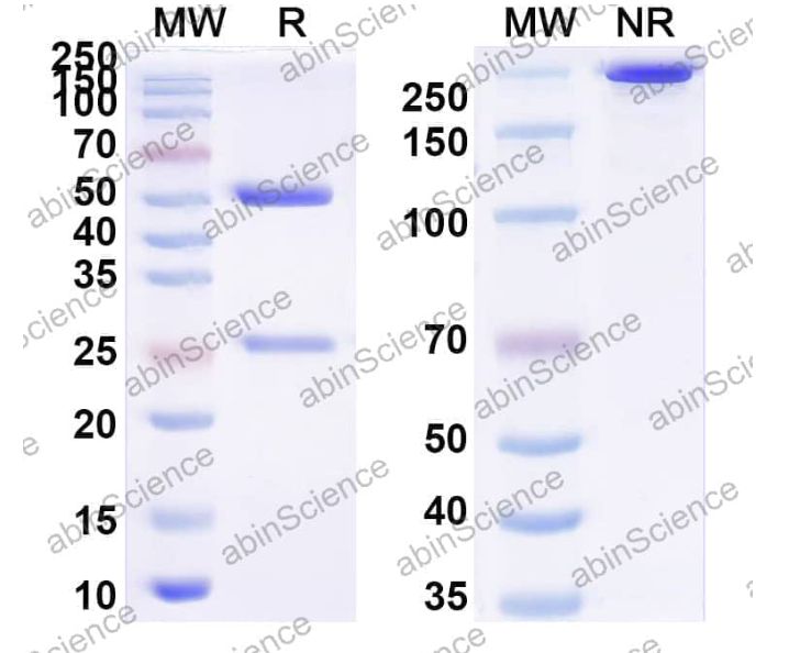 InVivoMAb Anti-Staphylococcus aureus entB/SEB Antibody (Iv0156) (JN006010-1mg)