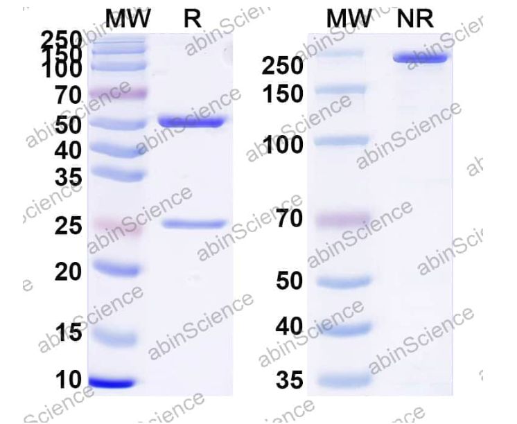Abinscience InVivoMAb Anti-Human 4-1BB/TNFRSF9/CD137 Antibody (Iv0139) (HW571010-100ug)