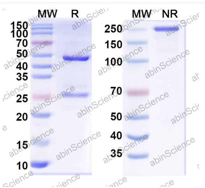 Abinscience InVivoMAb Anti-BRSV G/Major surface glycoprotein G Antibody (B4) (VK723010-50ug)