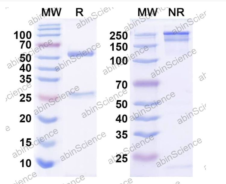 Abinscience InVivoMAb Anti-Human 4-1BB/TNFRSF9/CD137 Antibody (Iv0140) (HW571020-50ug)