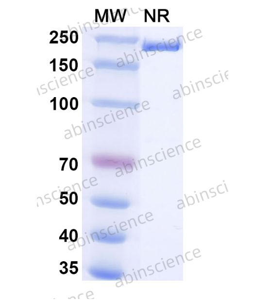 Abinscience InVivoMAb Anti-Human Lgr5/GPR49 Antibody (Iv0101) (HF614010-50ug)