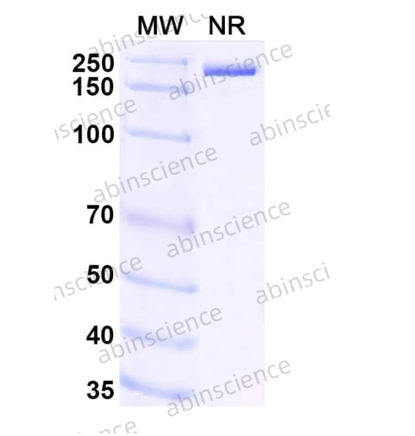Abinscience InVivoMAb Anti-Rotavirus A/RV-A Intermediate capsid protein VP6 Antibody (Iv0012) (VK447010-1mg)