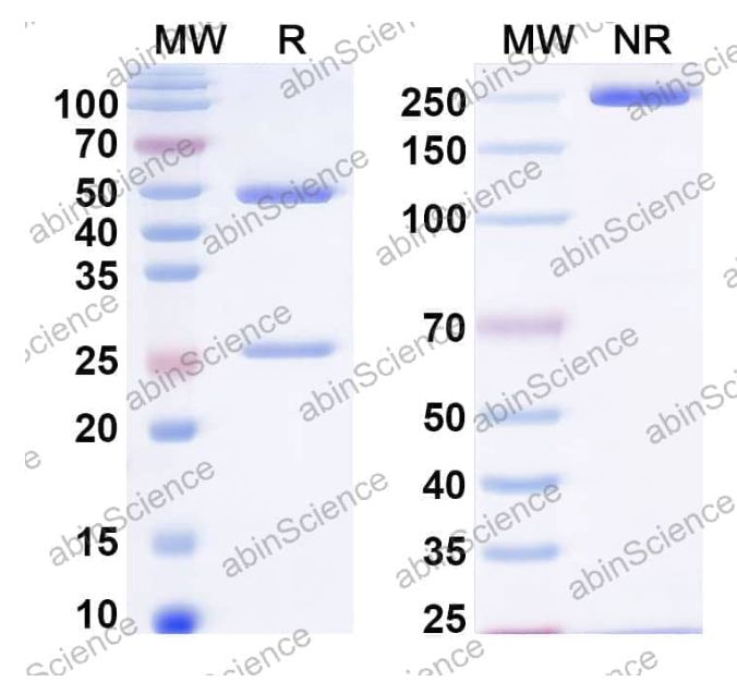 Abinscience InVivoMAb Anti-Human BAG3 Antibody (Iv0117) (HF640010-100ug)