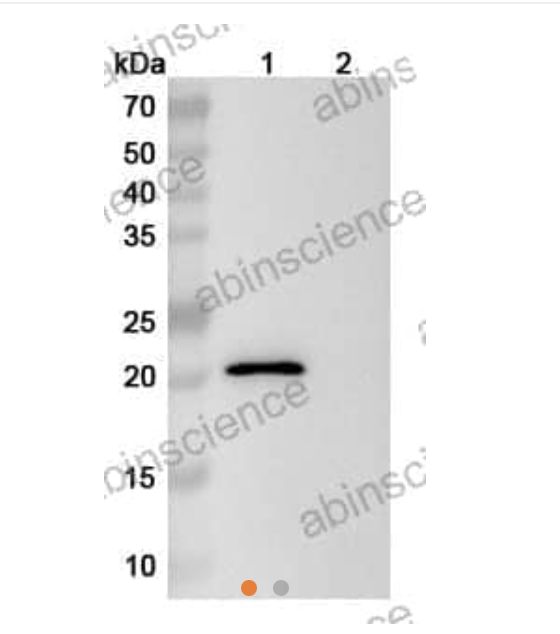 Abinscience InVivoMAb Anti-Mouse CD16/CD32 Antibody (Iv0016) (MP551010-1mg)