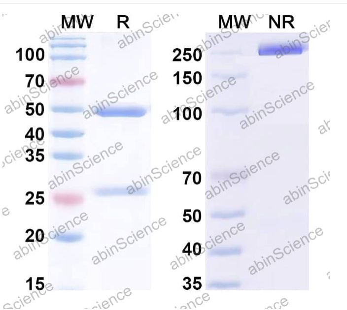 Abinscience InVivoMAb Anti-Human IL-20 Antibody (Iv0031) (HV989010-1mg)