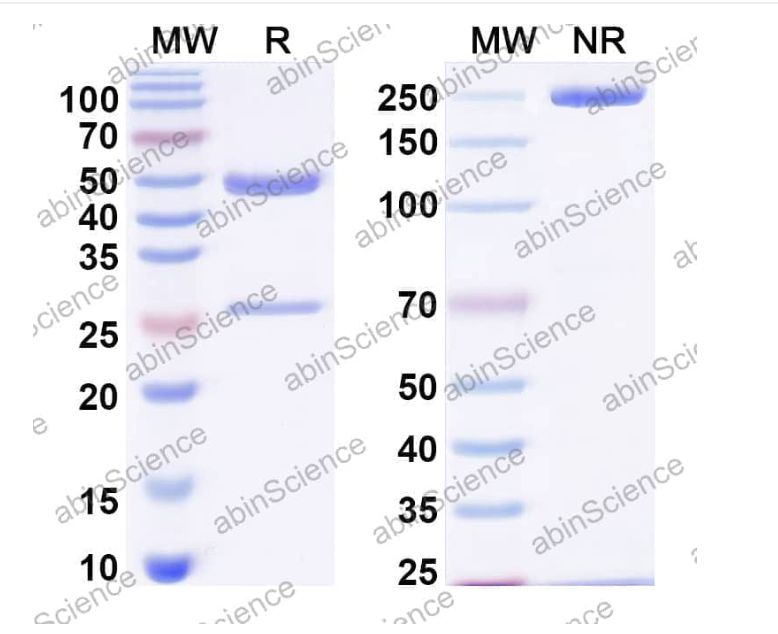 Abinscience InVivoMAb Anti-Mouse Arginase 1/ARG1 Antibody (Iv0121) (MY339010-50ug)