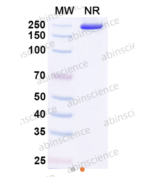 Abinscience InVivoMAb Anti-Mouse CD16/CD32 Antibody (Iv0016) (MP551010-100ug)