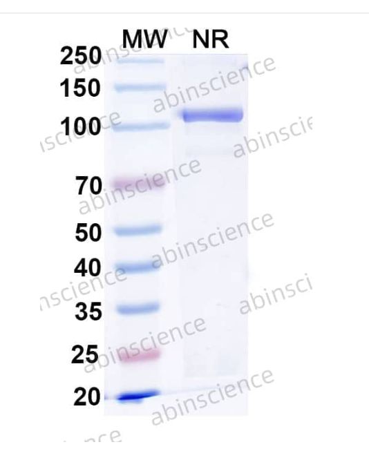Abinscience InVivoMAb Anti-Human IL-17F Antibody (Iv0028) (HV544010-1mg)