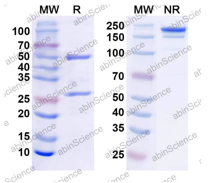 Abinscience InVivoMAb Anti-Mouse CTLA-4 Antibody (Iv0047) (MB651010-100ug)