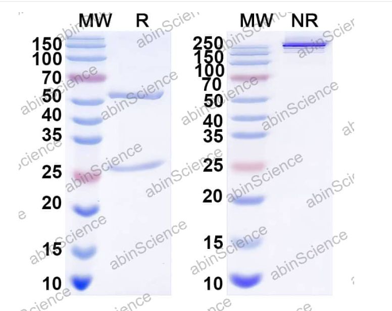 Abinscience InVivoMAb Anti-RV-A VP4/VP8* Antibody (Iv0013) (VK676010-50ug)
