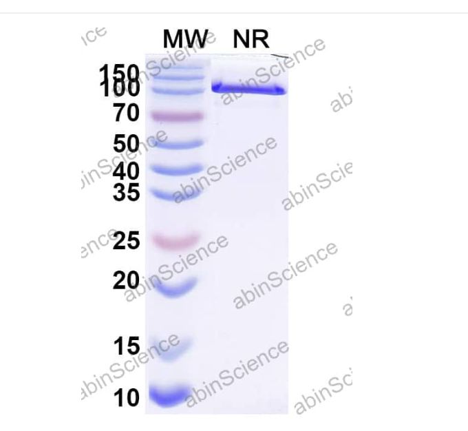 Abinscience InVivoMAb Anti-Mouse PD-L1 Antibody (Iv0040) (MV974010-100ug)