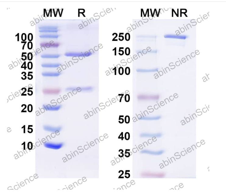 Abinscience InVivoMAb Anti-Human IL-22 Antibody (Iv0033) (HV999010-50ug)
