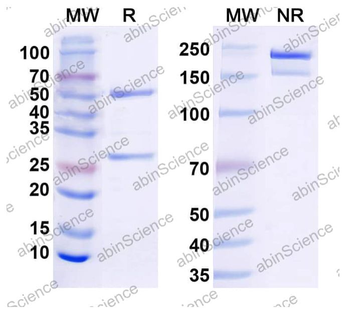 Abinscience InVivoMAb Anti-Mouse PD-1 Antibody (Iv0010) (MS870010-50ug)