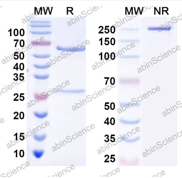 Abinscience InVivoMAb Anti-Feline IL-31 Antibody (Iv0212) (FV678010-1mg)