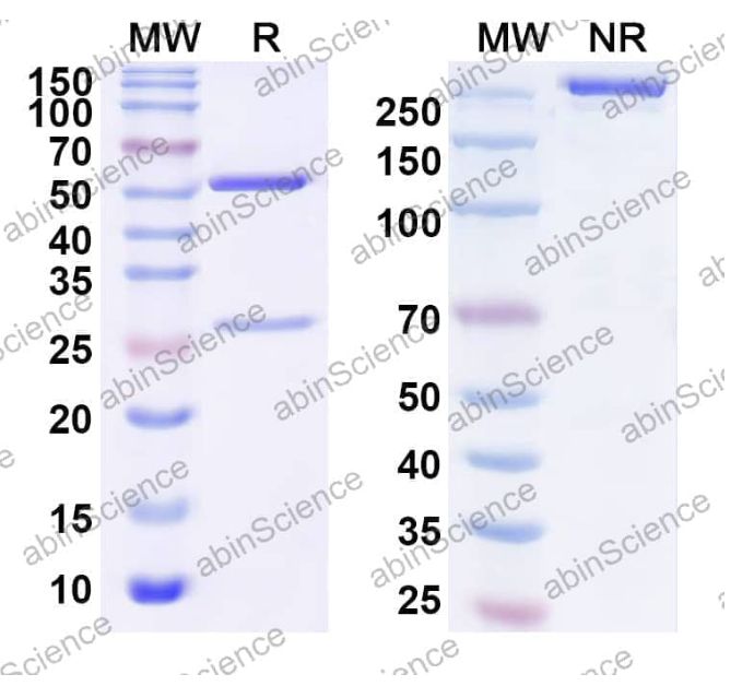 Abinscience InVivoMAb Anti-Canine IL-31 Antibody (Iv0214) (CV678020-50ug)