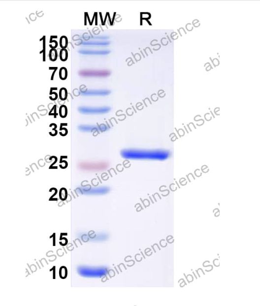 Abinscience InVivoMAb Anti-Human EGFR Antibody (Iv0218) (HF004020-1mg)