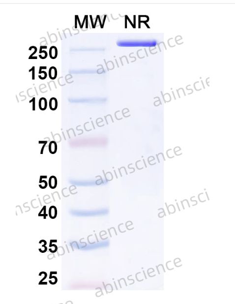 Abinscience InVivoMAb Anti-Mouse CD3 epsilon Antibody (145-2C11) (MY057400-50ug)