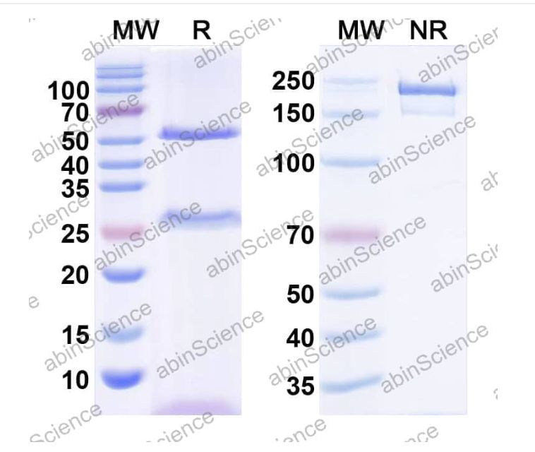 Abinscience InVivoMAb Anti-Canine beta-NGF Antibody (Iv0216) (CF909010-50ug)