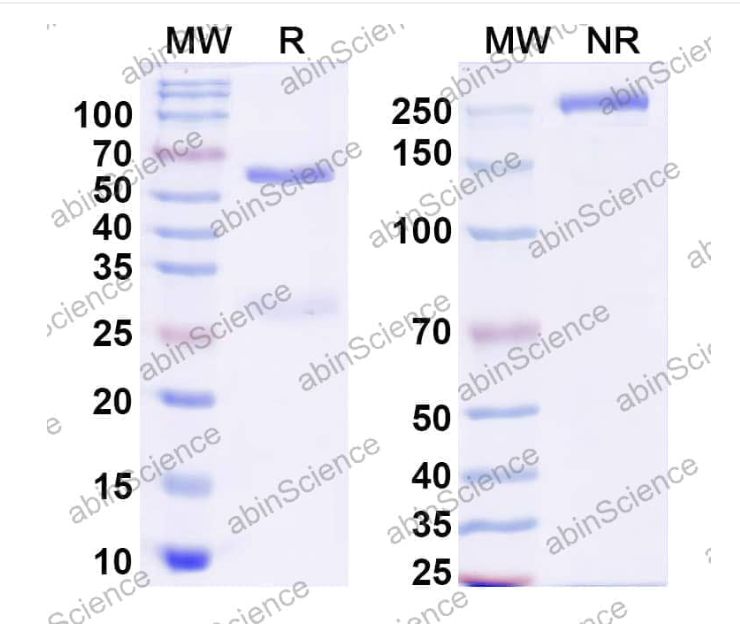 Abinscience InVivoMAb Anti-Canine IL-31RA Antibody (Iv0217) (CV121010-50ug)