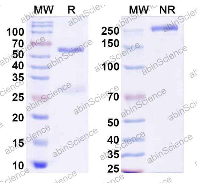 Abinscience InVivoMAb Anti-Canine TGF-beta 1 Antibody (Iv0215) (CF977010-100ug)