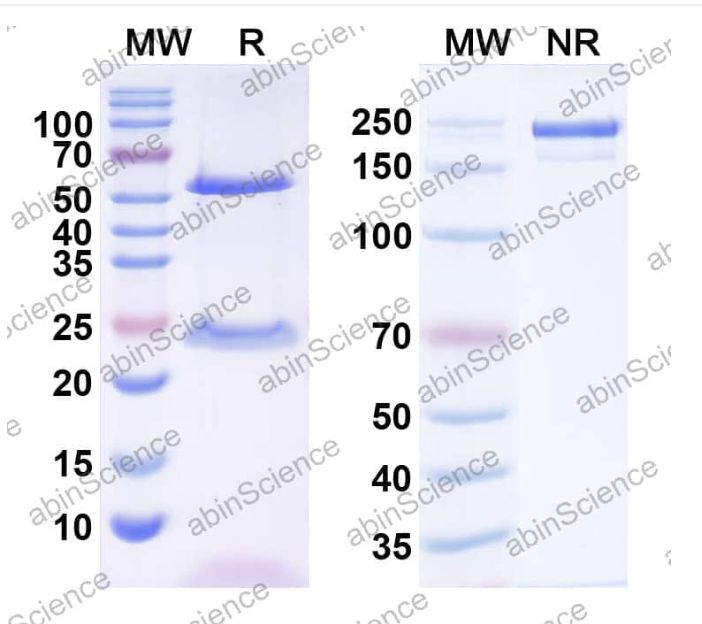 Abinscience InVivoMAb Anti-Canine CD20 Antibody (Iv0177) (CY257020-1mg)