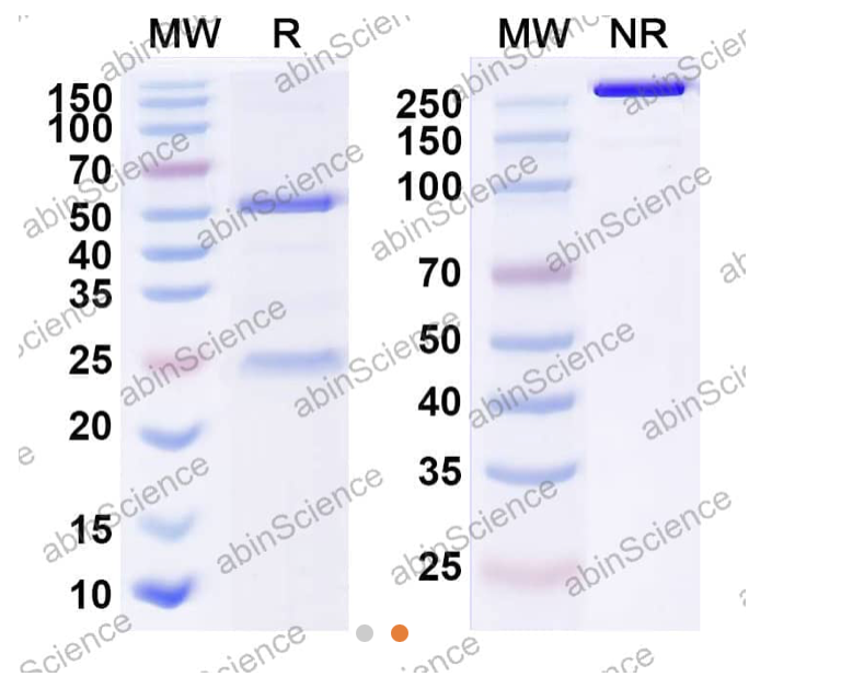 Abinscience Anti-Human APP Reference Antibody (Crenezumab, RUO) (HY235016)