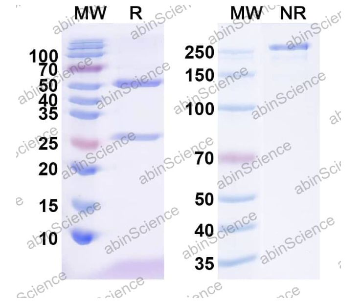 Abinscience InVivoMAb Anti-Canine CD52 Antibody (Iv0176) (CB894010-1mg)