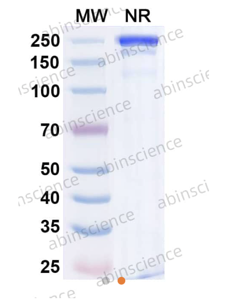 Abinscience Anti-Human APP Reference Antibody (Sabirnetug, RUO) (HP849016)