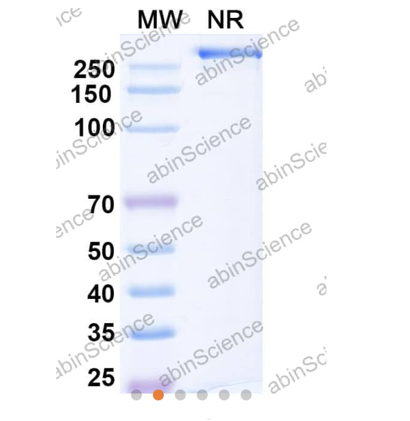Abinscience Anti-Human APP Reference Antibody (Gantenerumab, RUO) (HY235036)
