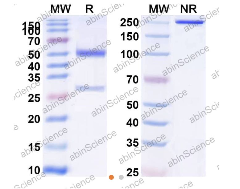 Abinscience Anti-Human APP Reference Antibody (MEDI1814, RUO) (HY235136)