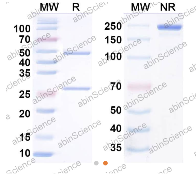 Abinscience Anti-Human APP Reference Antibody (Donanemab, RUO) (HY235026)