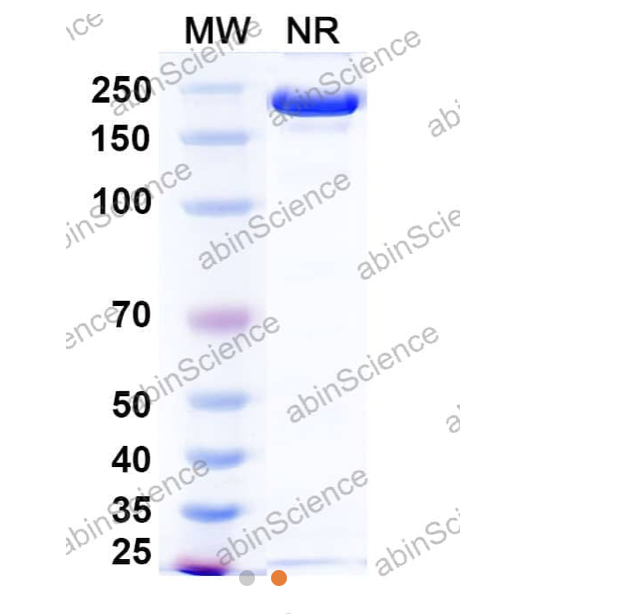 Abinscience Anti-Human APP Reference Antibody (Ponezumab, RUO) (HP529016)